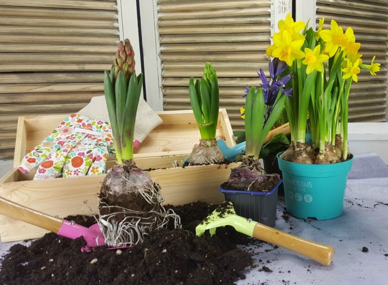 Fleurige februaritips voor huis en tuin