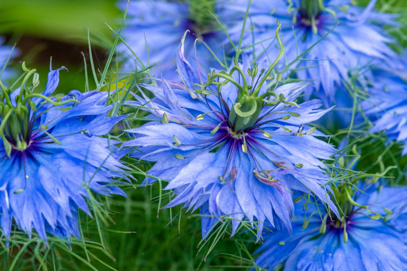 Top 10 met hemelsblauwe bloemen