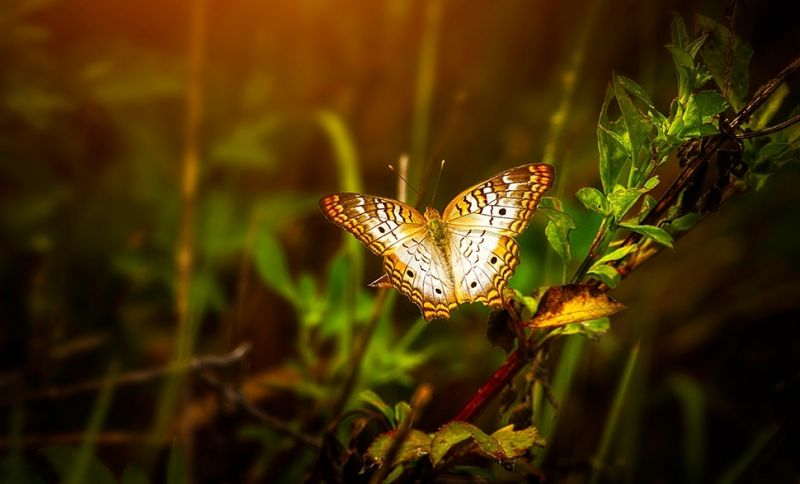 Vlinders tellen en vlindervriendelijk tuinieren
