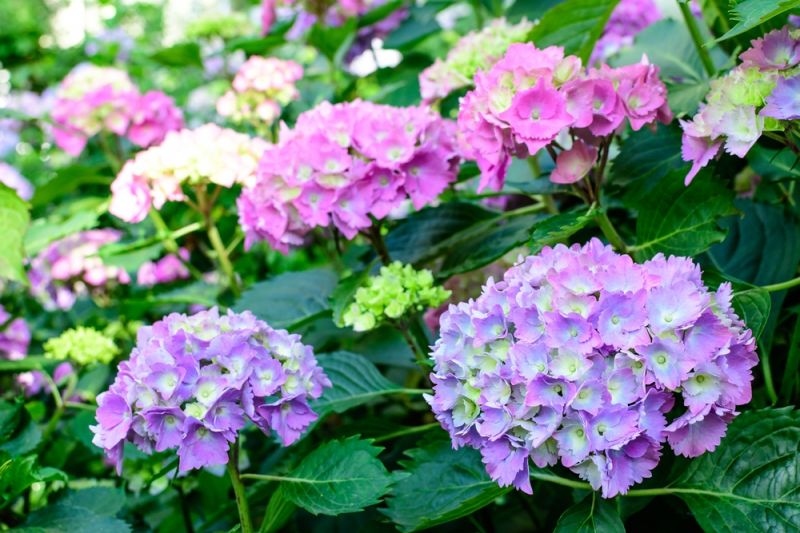 Zomertopper voor binnen en buiten: de hortensia