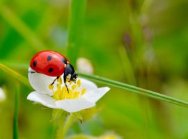 Insecten en slakken