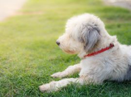 Honden en katten